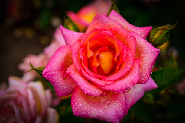 istock Beautiful roses with water drops 1270206109