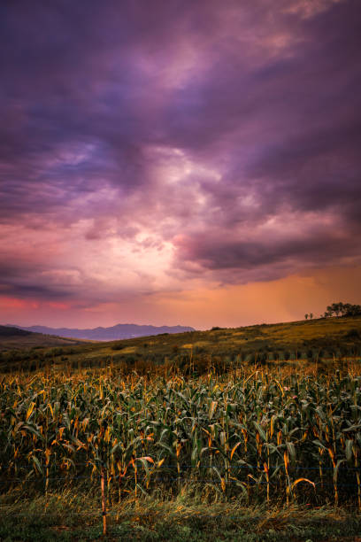 grassland in British Columbia in Canada