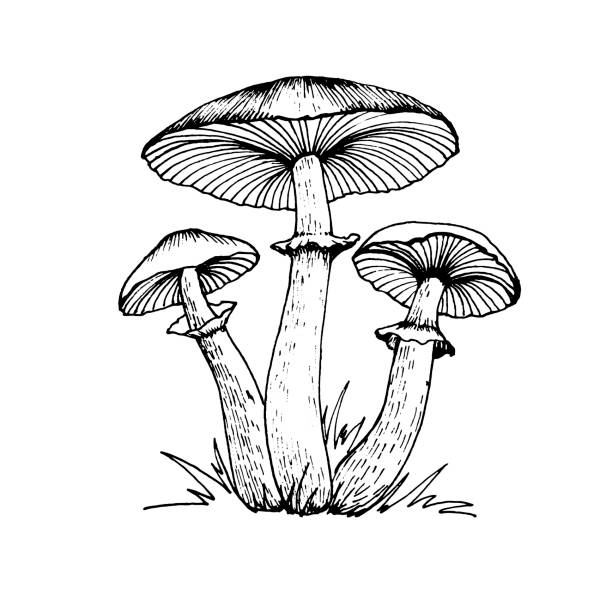 Vector drawing of amanita. Vector drawing of black-white fly agaric graphics with red mushroom cap, forest poisonous mushroom, medicinal plant, magic, toxic mushroom isolated on white background for printing. amanita muscaria stock illustrations