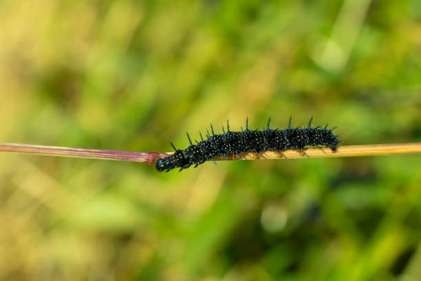 istock Peacock Butterfly Black and white spikey Caterpillars close up 1270206714