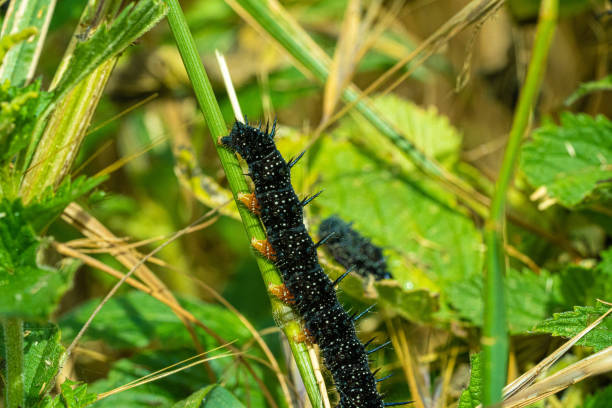 istock Peacock Butterfly Black and white spikey Caterpillars close up 1270207654