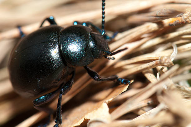 istock Beetle on the ground in the Pyrenees of Huesca. 1270209734
