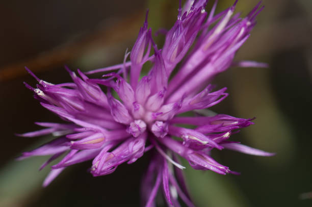 istock Flower of brown knapweed Centaurea jacea in Pyrenees. 1270210104