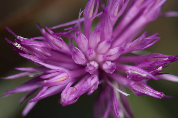 istock Flower of brown knapweed Centaurea jacea in Pyrenees. 1270210114