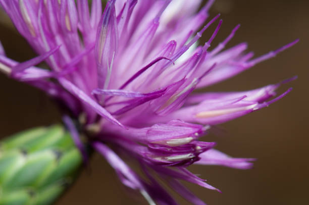 istock Flower of brown knapweed Centaurea jacea in Pyrenees. 1270210129