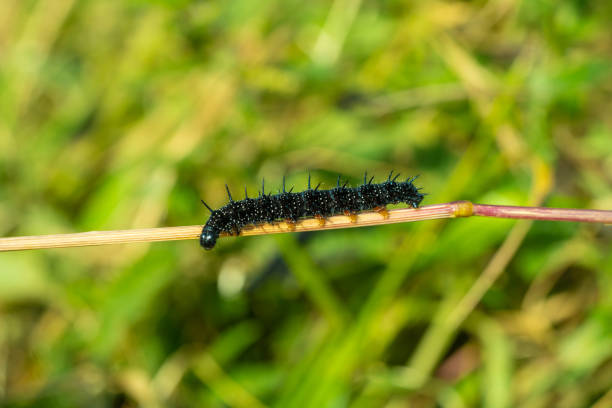 istock Peacock Butterfly Black and white spikey Caterpillars close up 1270210301