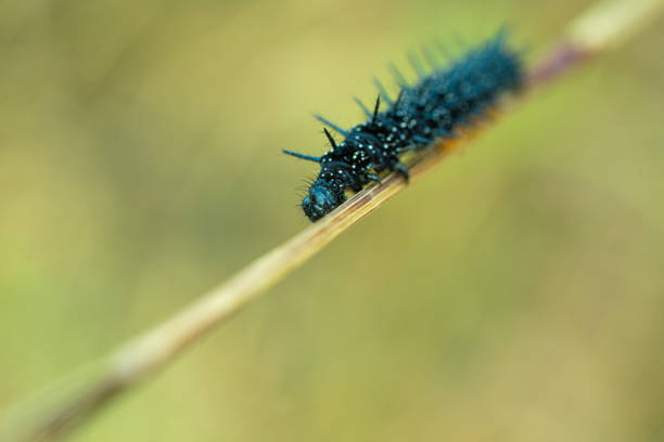 istock Peacock Butterfly Black and white spikey Caterpillars close up 1270210330