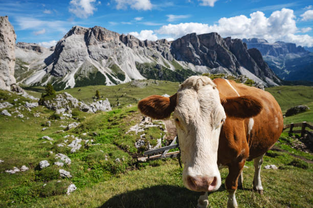 istock Outdoor typical landscape on the Dolomites: cows, mountains and blue sky 1270211632