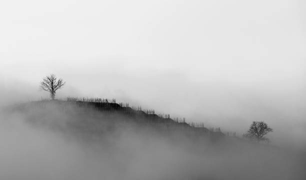 istock Vineyard in winter fog 1270211667