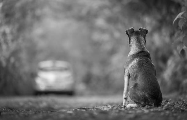 istock The dog is abandoned by its owner in the forest 1270213358