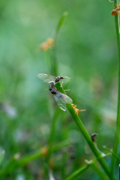istock Flying Ants hatching out and flying from Green Grass stems 1270213411