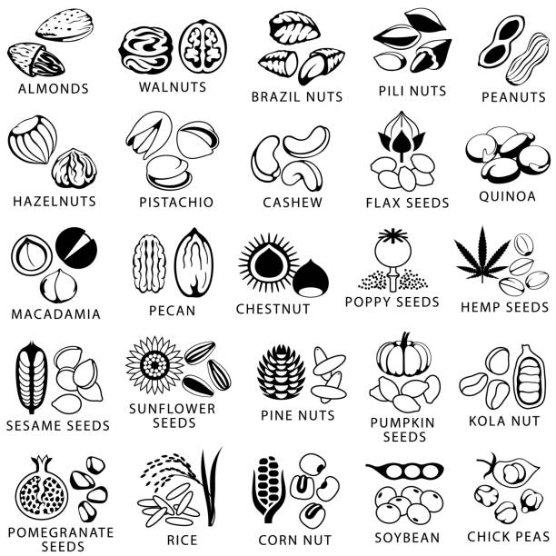 ilustraciones, imágenes clip art, dibujos animados e iconos de stock de conjunto de iconos de nueces y semillas - pine nut illustrations