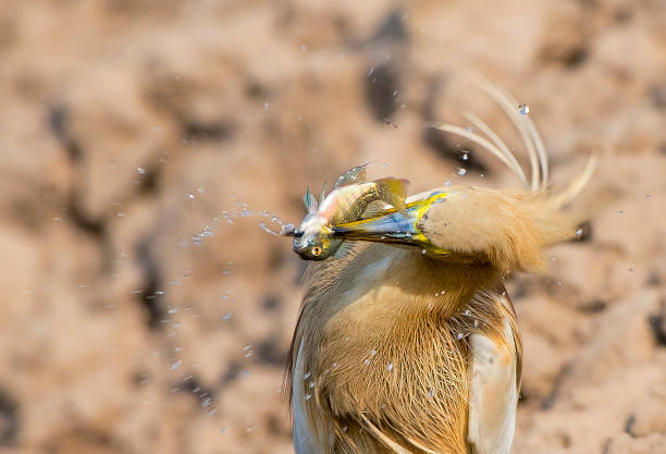 istock Birds Of Prey from Asia 1270214922