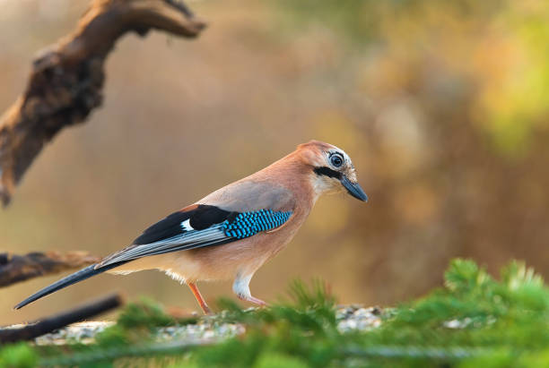 istock Eurasian Jay in the garden 1270214962