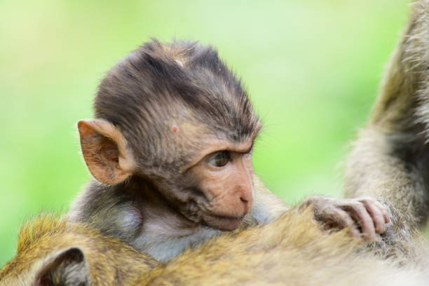 istock Macaca fascicularis- Baby long tailed monkey 1270216172