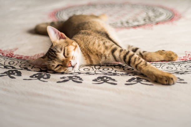 Sleeping orange Chausie tabby kitten on Indian print blanket stock photo