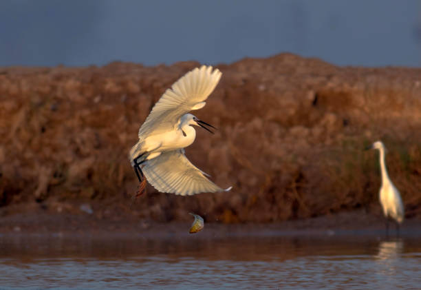 istock Birds Of Prey from Asia 1270217503