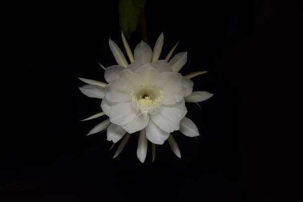 istock SAUSSUREA OBVALLATA BRAHMA KAMAL RARE PLANT FRONT VIEW 1270220077