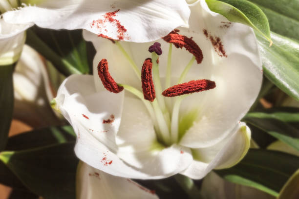 Tulip flower macro close up for use as a background or plant identifier.