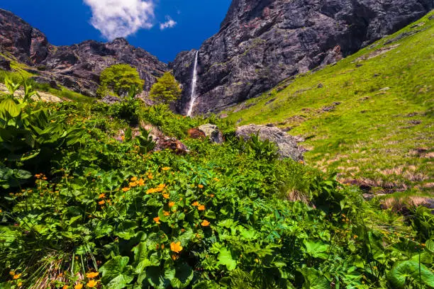 Yellow flowers under a waterfall