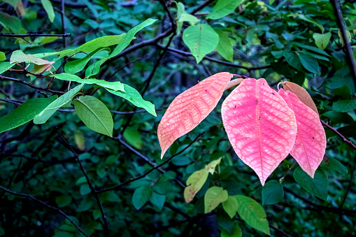 red autumn leaves on a Bush among still green leaves