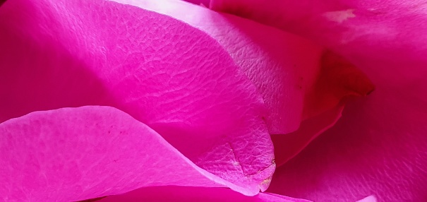 Pink rose petals in close up