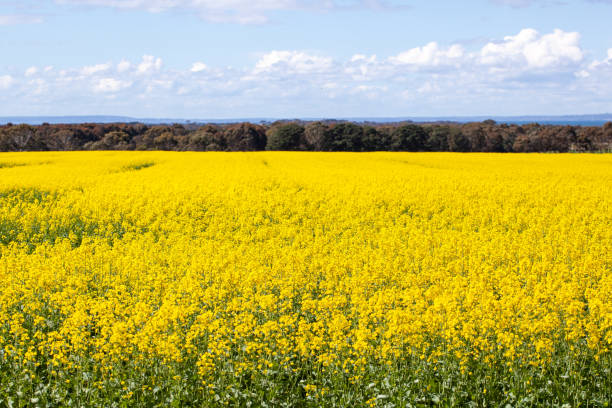 istock Canola fields of Victoria in summer 1270222011