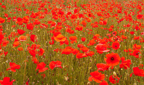 istock Red Poppies in Flanders Fields symbol for remembrance Day WW1 - For textured soft backdrops. 1270223020