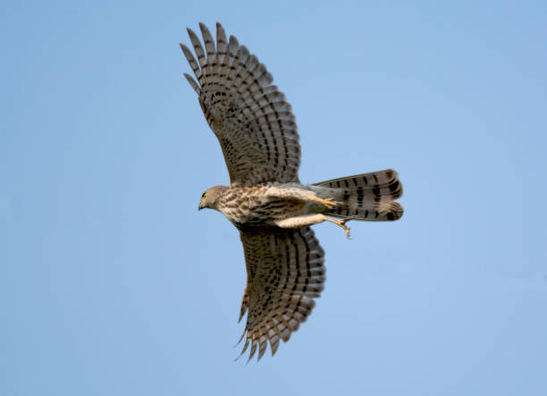 istock Birds Of Prey from Asia 1270223113