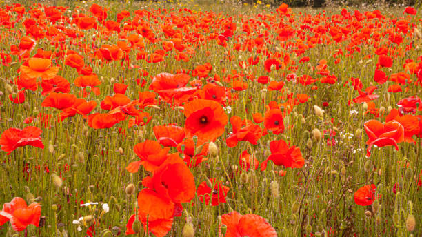 istock Red Poppies in Flanders Fields symbol for remembrance Day WW1 - For textured soft backdrops. 1270223553