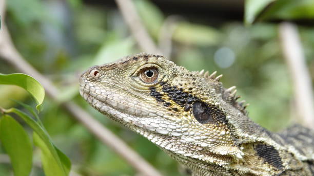 istock Close up of young Australian Bearded Dragon 1270223572