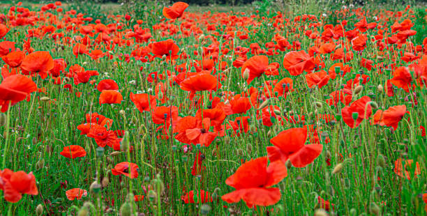 rote mohnblumen in flandern felder symbol für die erinnerung tag ww1 - für strukturierte weiche kulissen. - poppy field remembrance day flower stock-fotos und bilder