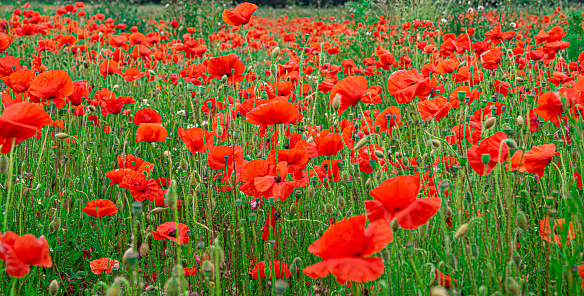 Pair of red poppies photographed in Wales, UK, in Summer.