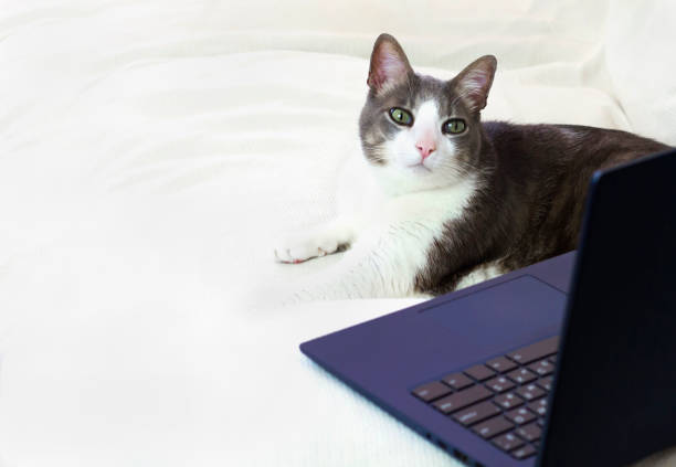 istock An adult cat with laptop. 1270224351