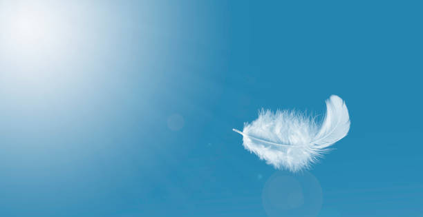 Feather abstract freedom concept. Light fluffy white feather floating in a blue sky.