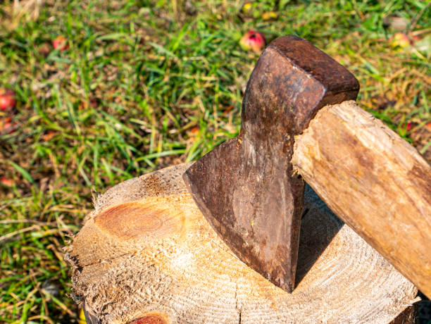 istock Chopping wood with an iron ax with a wooden handle. 1270224833