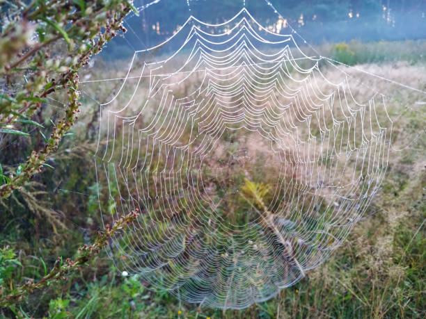 istock Early morning cobwebs or web spider with dewdrops are stretched between the plants. 1270225503