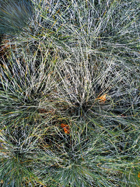 istock Green dry grass aas background top view. 1270225505