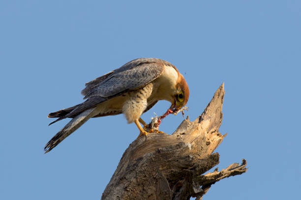 istock Birds Of Prey from Asia 1270226000