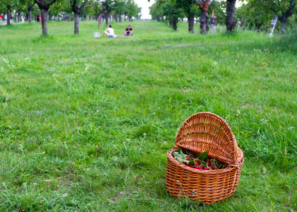 istock wooden basket on grass full of cherries 1270226830