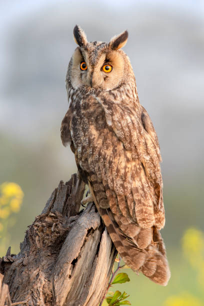 istock Birds Of Prey from Asia 1270227237