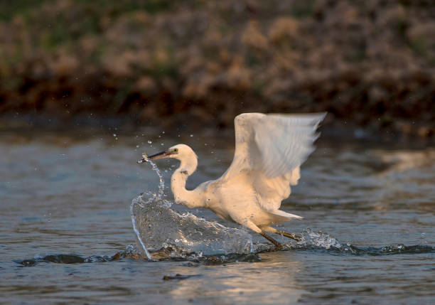 istock Birds Of Prey from Asia 1270228360