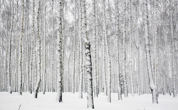 istock Snow-covered trunks of birches in a winter forest 1270228531