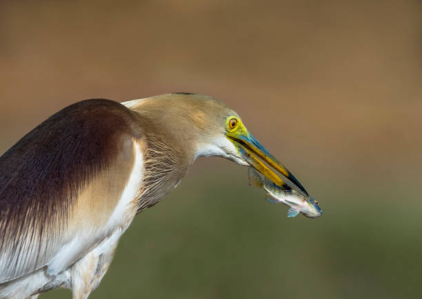 istock Birds Of Prey from Asia 1270228965