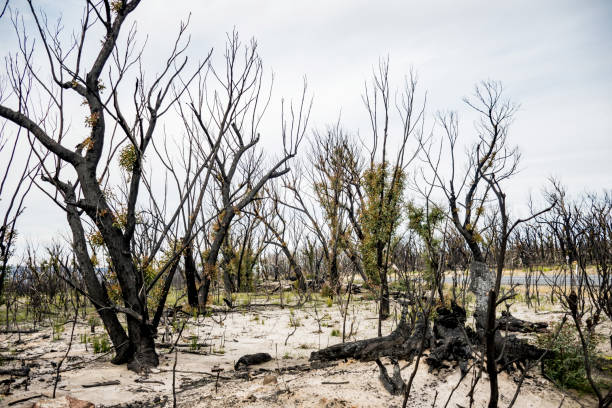 Australian bushfires aftermath: eucalyptus trees recovering after severe fire damage in Currowan fire. Eucalyptus can re-sprout from buds under their bark or from a lignotuber at the base of the tree las secuelas de los incendios forestales australianos: los eucaliptos se recuperan después de graves daños por incendio en el fuego de currowan. el eucalipto puede reapariar de los brotes bajo su corteza o de un lignotuber en la base del árbol.