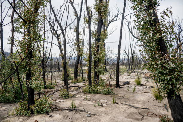 Australian bushfires aftermath: eucalyptus trees recovering after severe fire damage in Currowan fire. Eucalyptus can re-sprout from buds under their bark or from a lignotuber at the base of the tree las secuelas de los incendios forestales australianos: los eucaliptos se recuperan después de graves daños por incendio en el fuego de currowan. el eucalipto puede reapariar de los brotes bajo su corteza o de un lignotuber en la base del árbol.