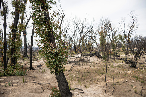 Australian bushfires aftermath: eucalyptus trees recovering after severe fire damage in Currowan fire. Eucalyptus can re-sprout from buds under their bark or from a lignotuber at the base of the tree