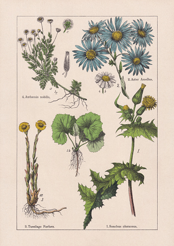 Magnoliids, Asteraceae: 1) Common sowthistle (Sonchus oleraceus); 2) European Michaelmas daisy (Aster amellus); 3) Coltsfoot (Tussilago farfara), a-single-headed flower stems, b-leaves; 4) Chamomile (Chamaemelum nobile, or Anthemis nobilis), b+c-flower head, d-ray floret. Chromolithograph, published in 1895.