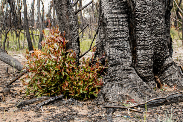 istock Australian bushfires aftermath: eucalyptus trees recovering after severe fire damage. Eucalyptus can survive and re-sprout from buds under their bark or from a lignotuber at the base of the tree. 1270229674