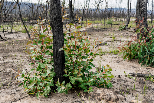Australian bushfires aftermath: eucalyptus trees recovering after severe fire damage in Currowan fire. Eucalyptus can re-sprout from buds under their bark or from a lignotuber at the base of the tree.